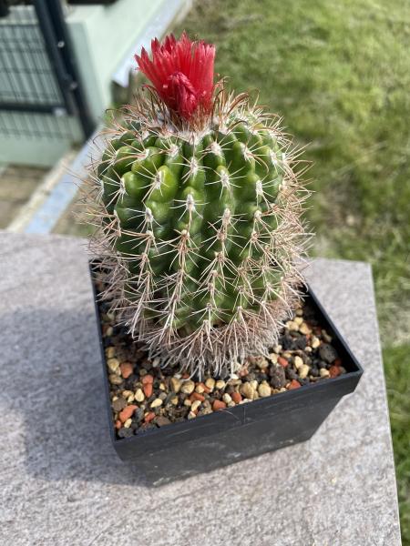 Parodia spec. dunkelrot